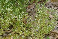 Valerianella locusta
