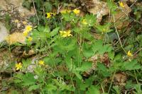 Chelidonium majus