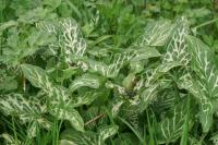 Arum italicum