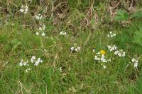 Cardamine pratensis