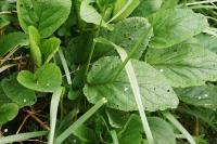 Scrophularia