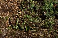Petrosedum rupestre