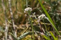 Teesdalia nudicaulis