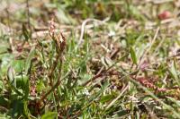 Rumex acetosella