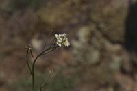 Arabidopsis thaliana