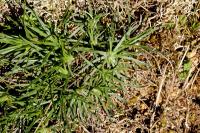 Plantago subulata var. capitellata