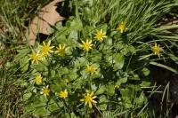 Ficaria verna