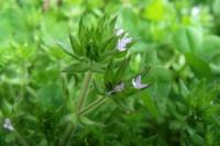 Sherardia arvensis