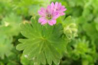 Geranium molle