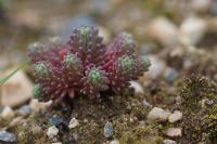 Sedum