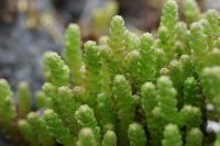 Sedum acre