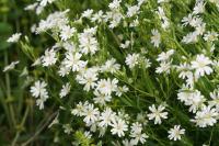 Rabelera holostea