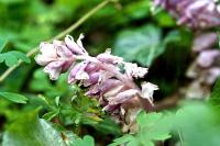 Lathraea squamaria