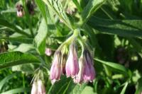 Symphytum officinale