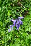 Hyacinthoides non-scripta