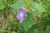 Vinca major