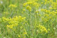 Euphorbia cyparissias