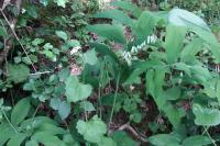 Polygonatum multiflorum
