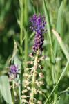 Muscari comosum