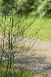 Asparagus officinalis