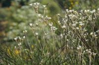 Saxifraga granulata