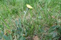 Pilosella officinarum