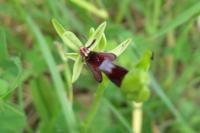 Ophrys insectifera