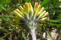 Pilosella officinarum