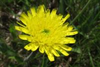 Pilosella officinarum