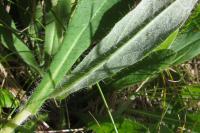Pilosella officinarum