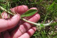 Pilosella officinarum
