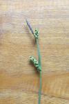 Carex panicea
