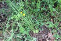 Oxalis stricta