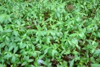 Vinca minor