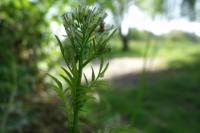 Cardamine impatiens