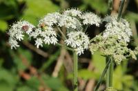 Heracleum sphondylium