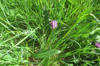 Cirsium dissectum