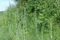 Turritis glabra