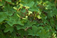 Acer campestre