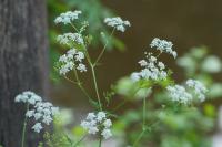 Anthriscus sylvestris