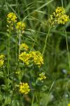 Barbarea vulgaris