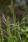 Bromus arvensis