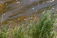 Carex acutiformis