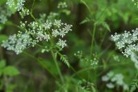 Chaerophyllum temulum
