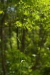 Crepis capillaris