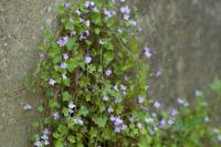 Cymbalaria muralis