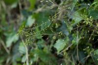Draba muralis