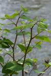 Reynoutria japonica