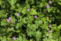 Geranium molle