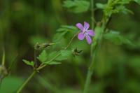 Geranium robertianum